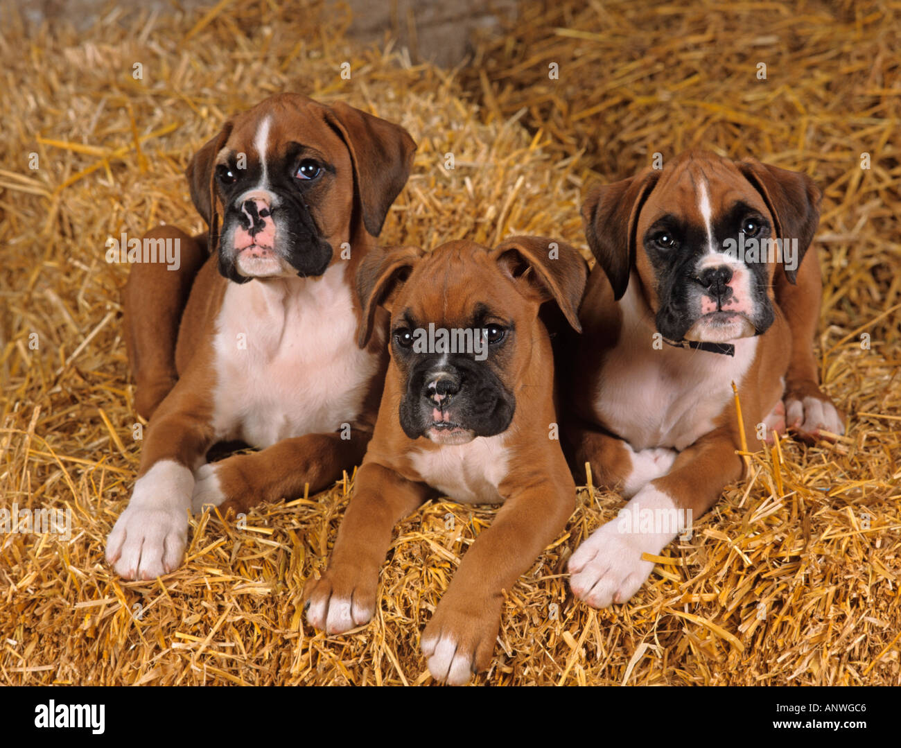 8+ Boxer Puppies Mn