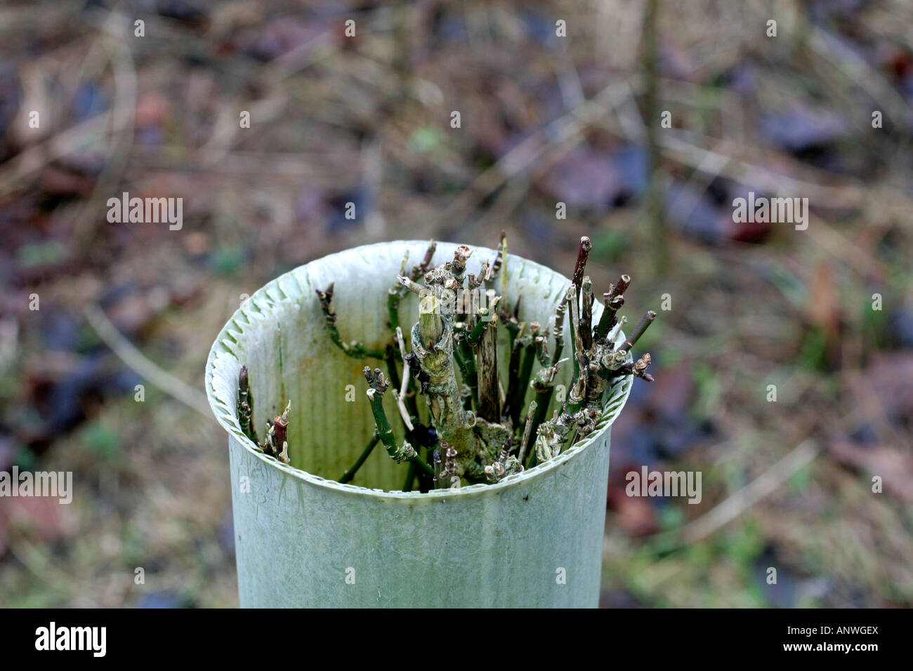 Roe Deer Capreolus capreolus browsing damage to a young Spindle Euonymus europaeus as it emerges from the short tree tube Stock Photo