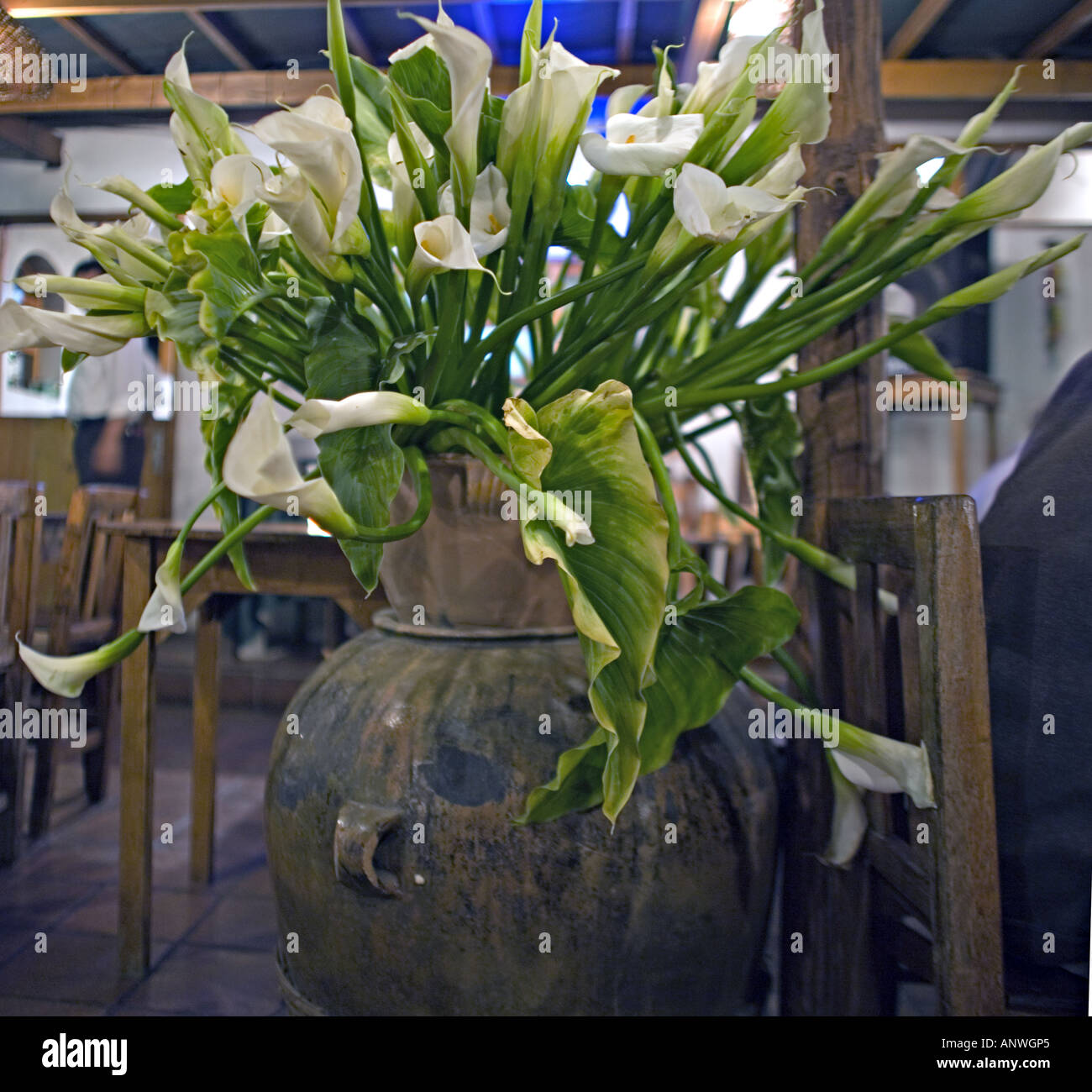 GUATEMALA PANAJACHEL Beautiful pot of Calla lilies Stock Photo Alamy