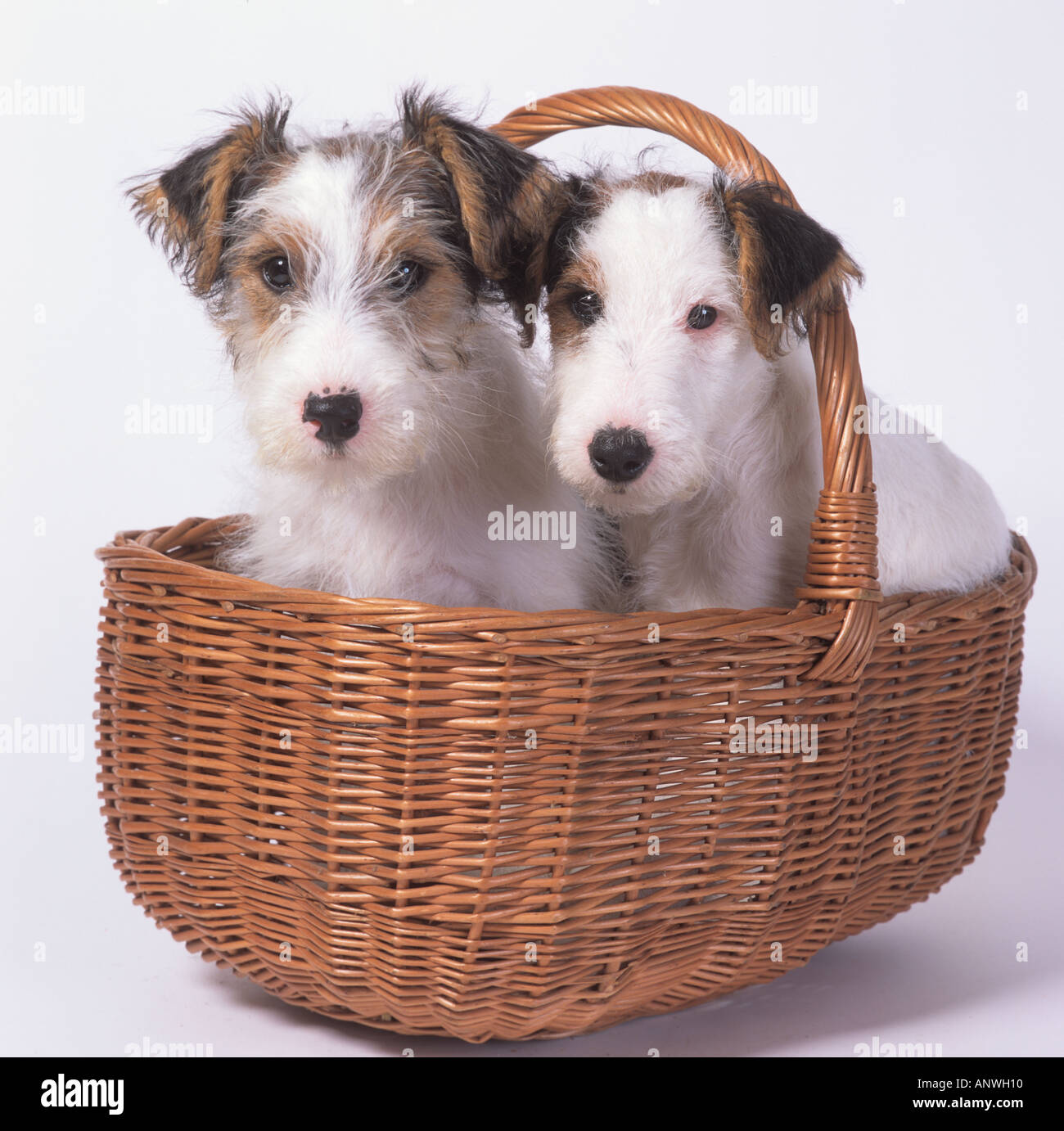Fox Terrier Puppies in Basket Stock Photo