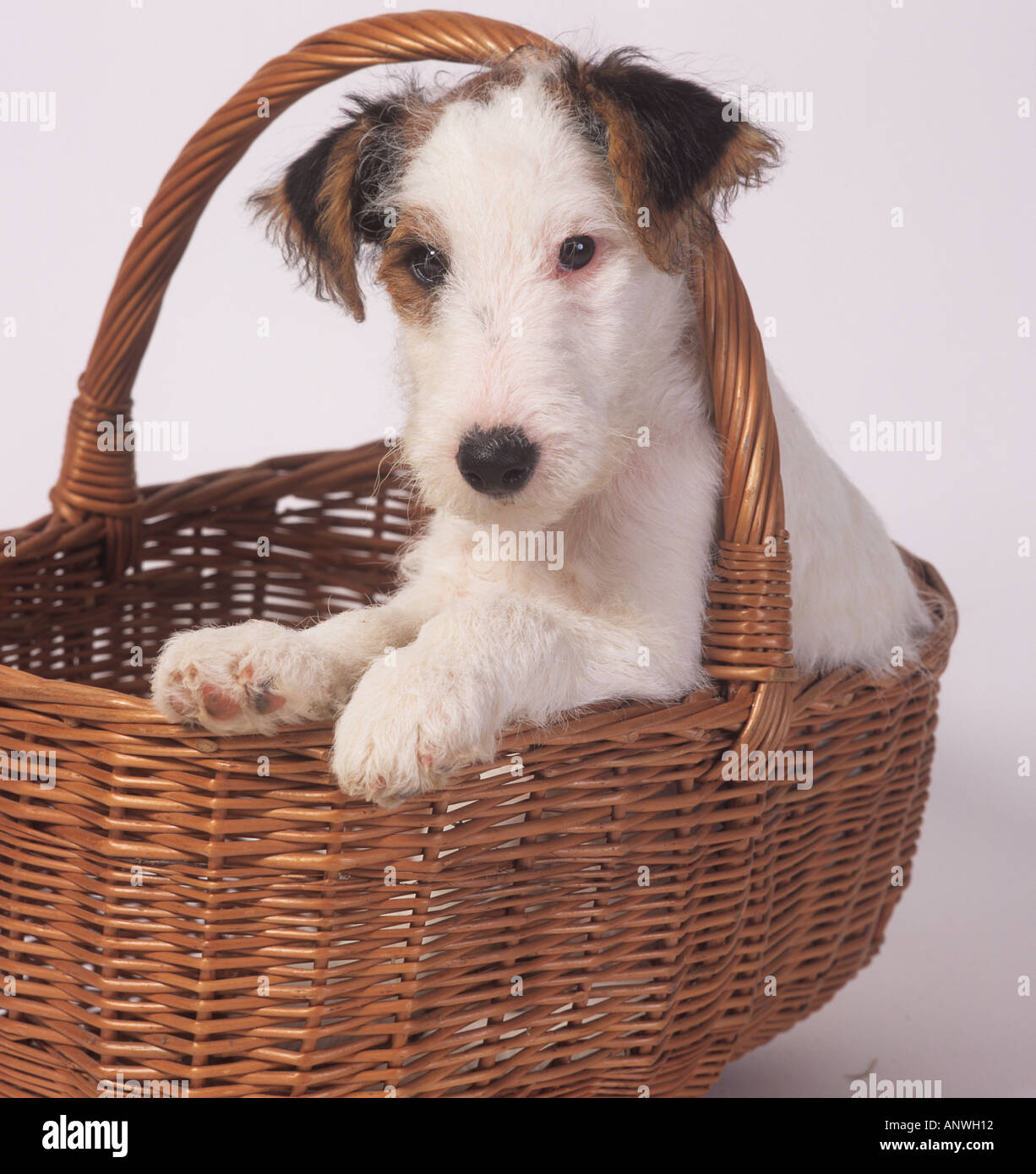 Fox Terrier Puppies in Basket Stock Photo