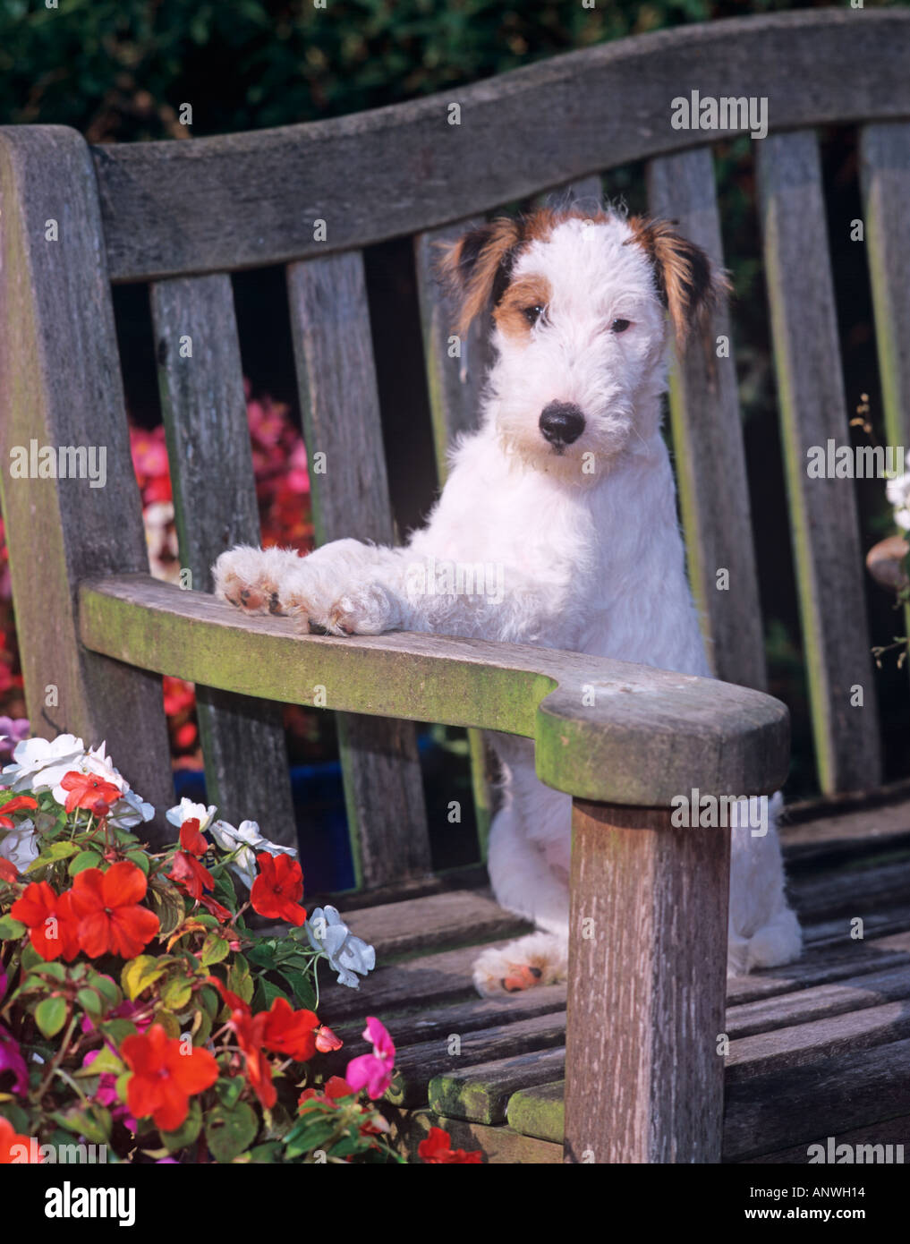 Fox Terrier Puppy in Garden Stock Photo