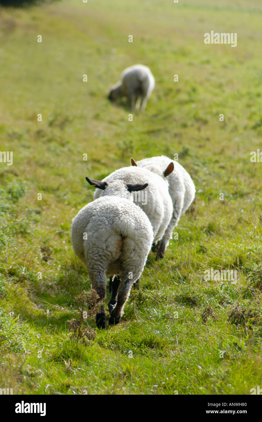 Large Rear Sheep Rears hi-res stock photography and images - Alamy