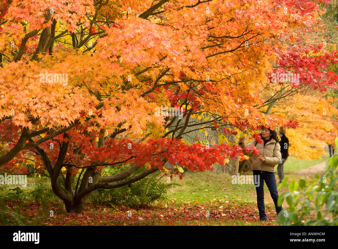 Harcourt arboretum hi-res stock photography and images - Alamy