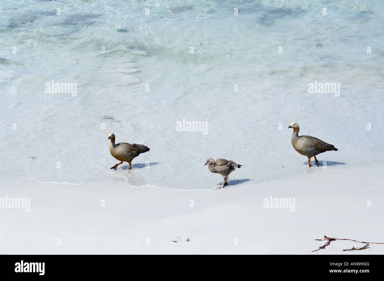 Ruddy headed Goose Chloephaga rubidiceps adult females with gosling getting out of the water Carcass Island West Falkland Stock Photo