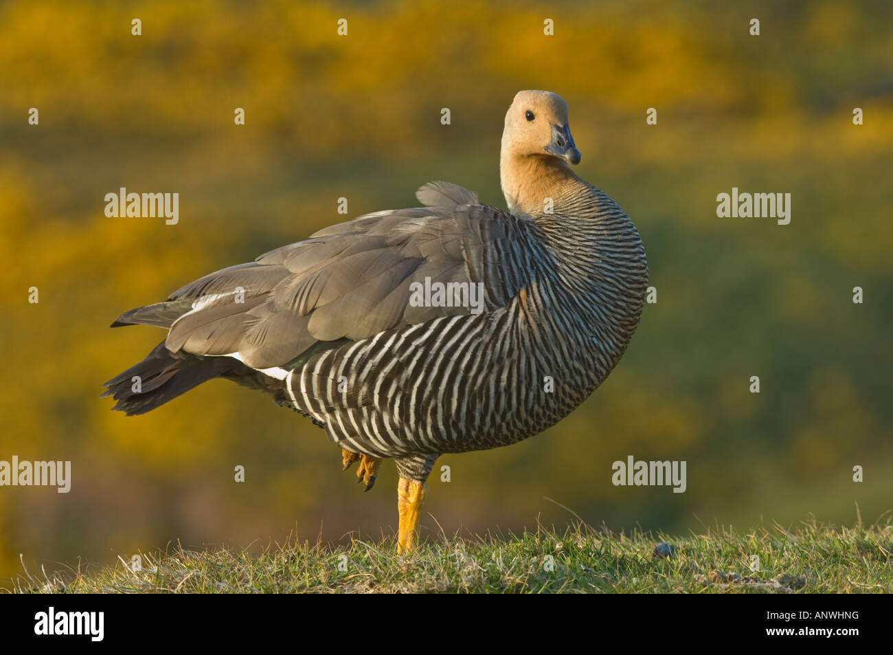 Upland Goose Hi res Stock Photography And Images Alamy upland-goose-hi-res-stock-photography-and-images-alamy