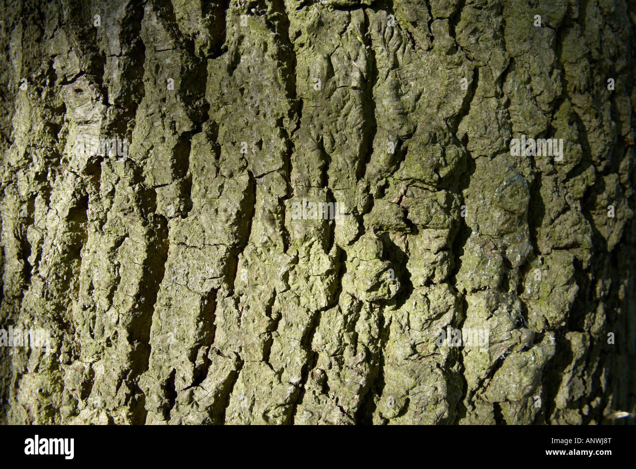 Close up of Tree Bark Stock Photo - Alamy