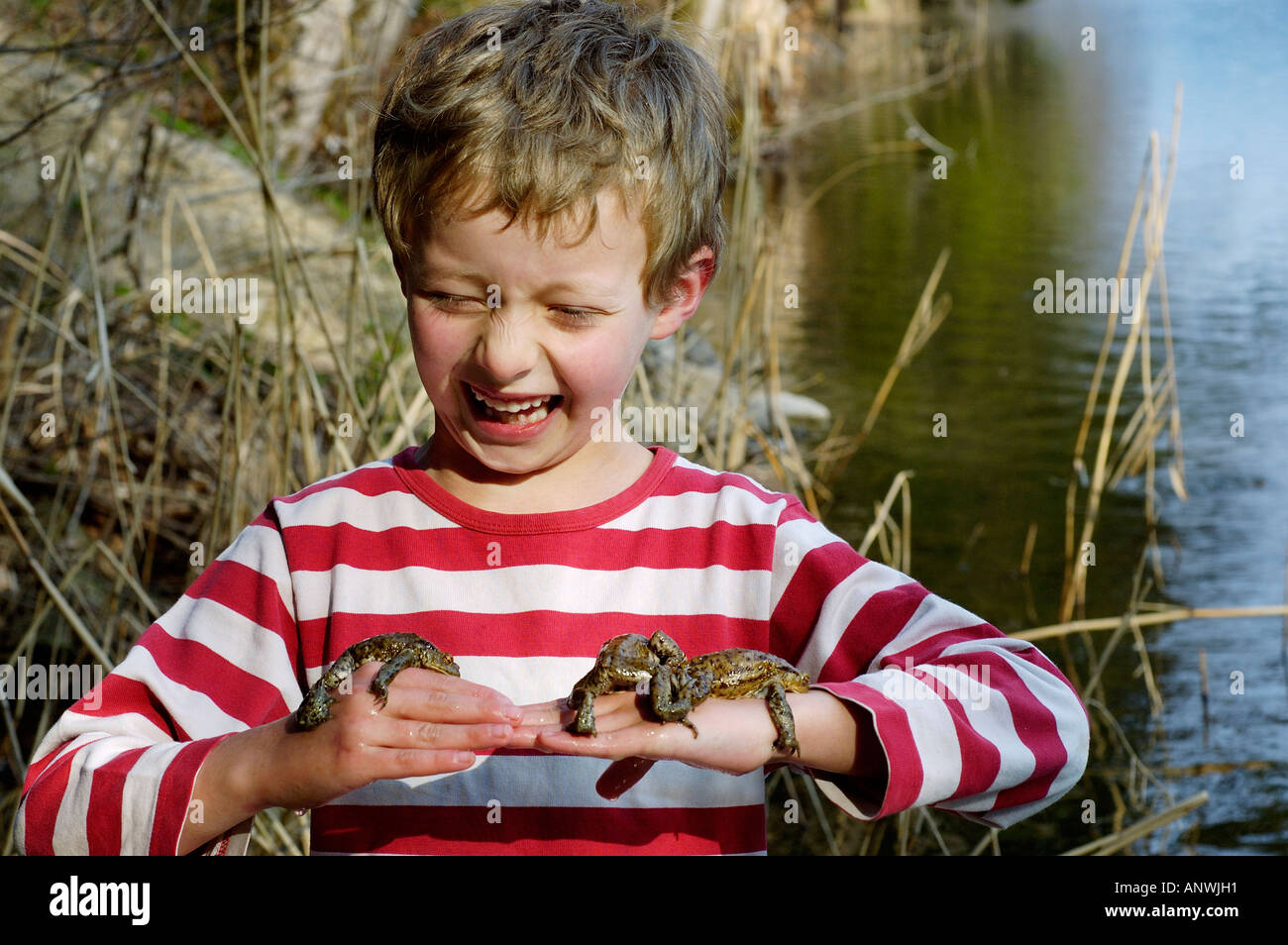 Several common European toads ( Bufo bufo ) lying on the hands of a child seven-year-old Stock Photo