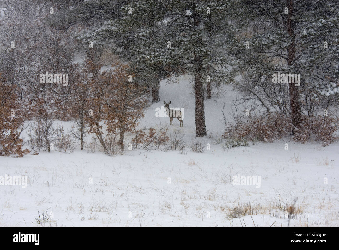 Lone doe deer stands silently in a snowy meadow on a cold Colorado ...