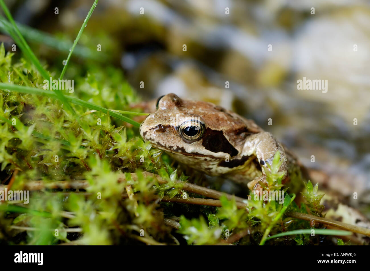 Grass or common frog sitting in moss Stock Photo