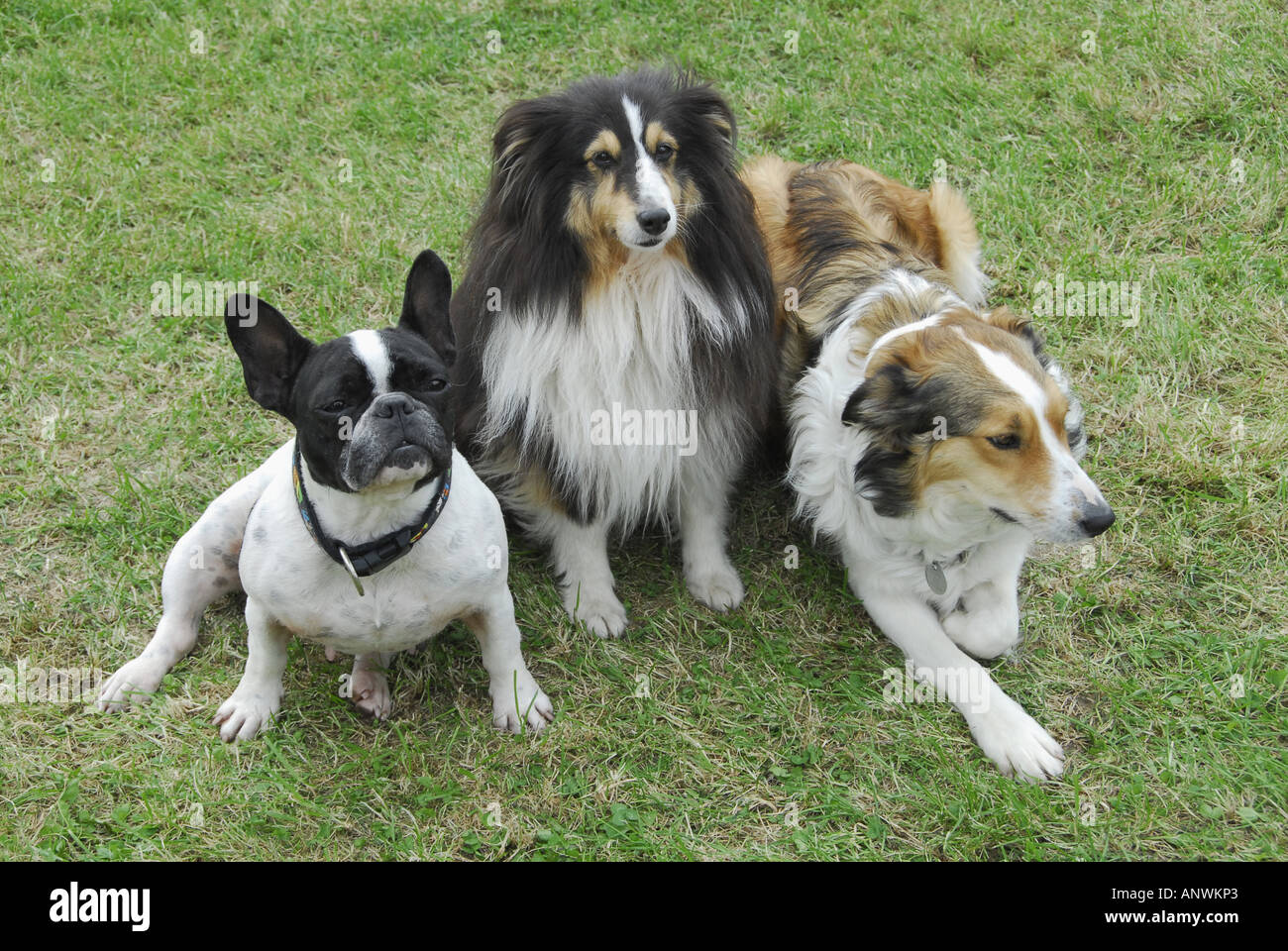 Border collie french bulldog mix sales
