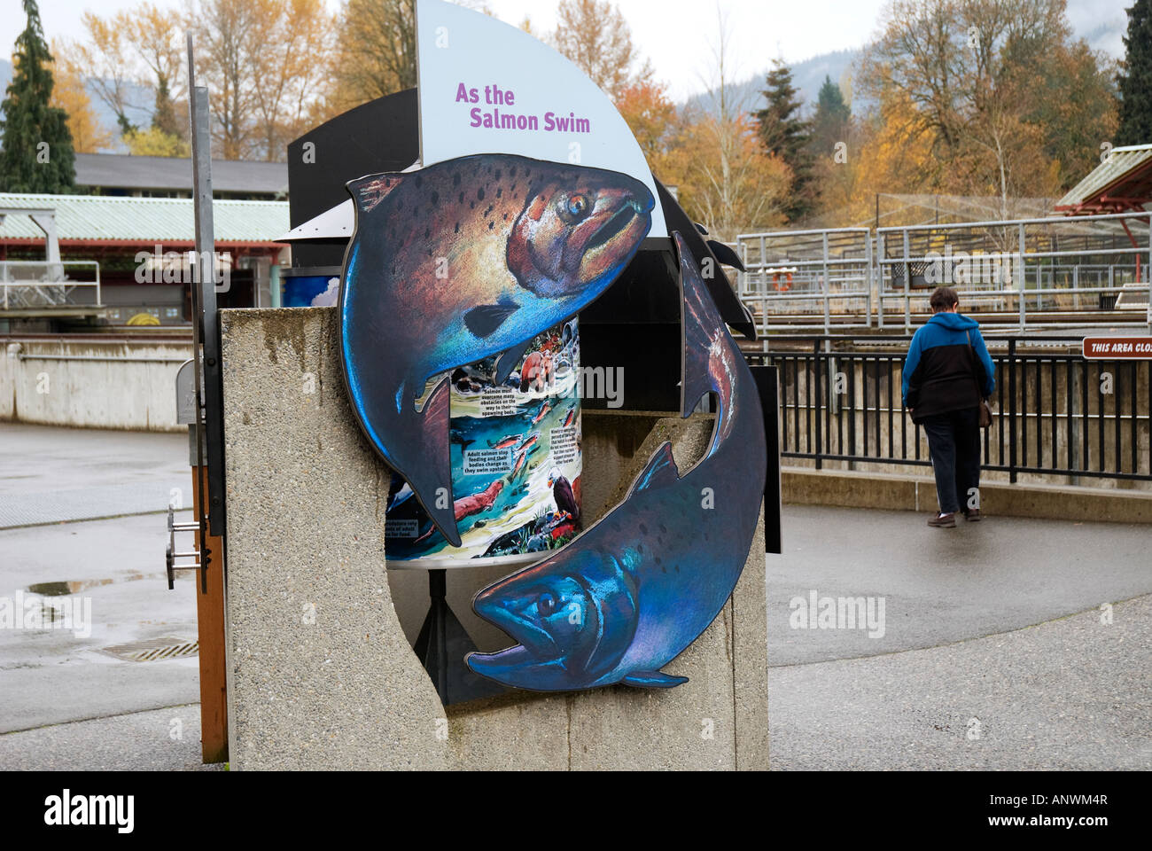 Salmon fish hatchery at Issaquah Washington Stock Photo Alamy