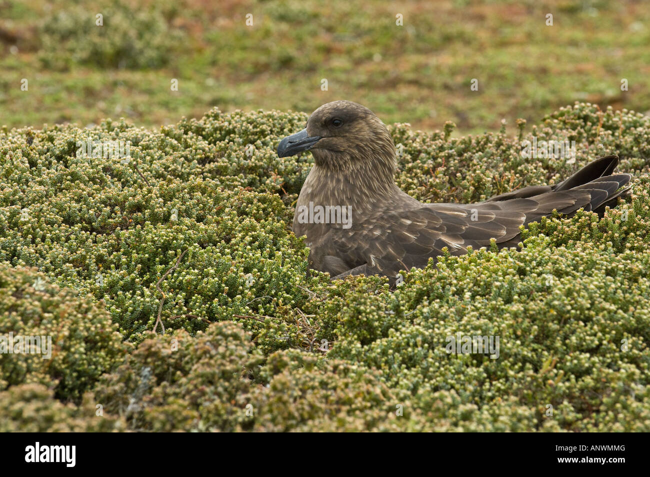 Brown skuas (Catharacta antarctica) sitting on nest, Pebble Island, West Falkland, South Atlantic Ocean Stock Photo