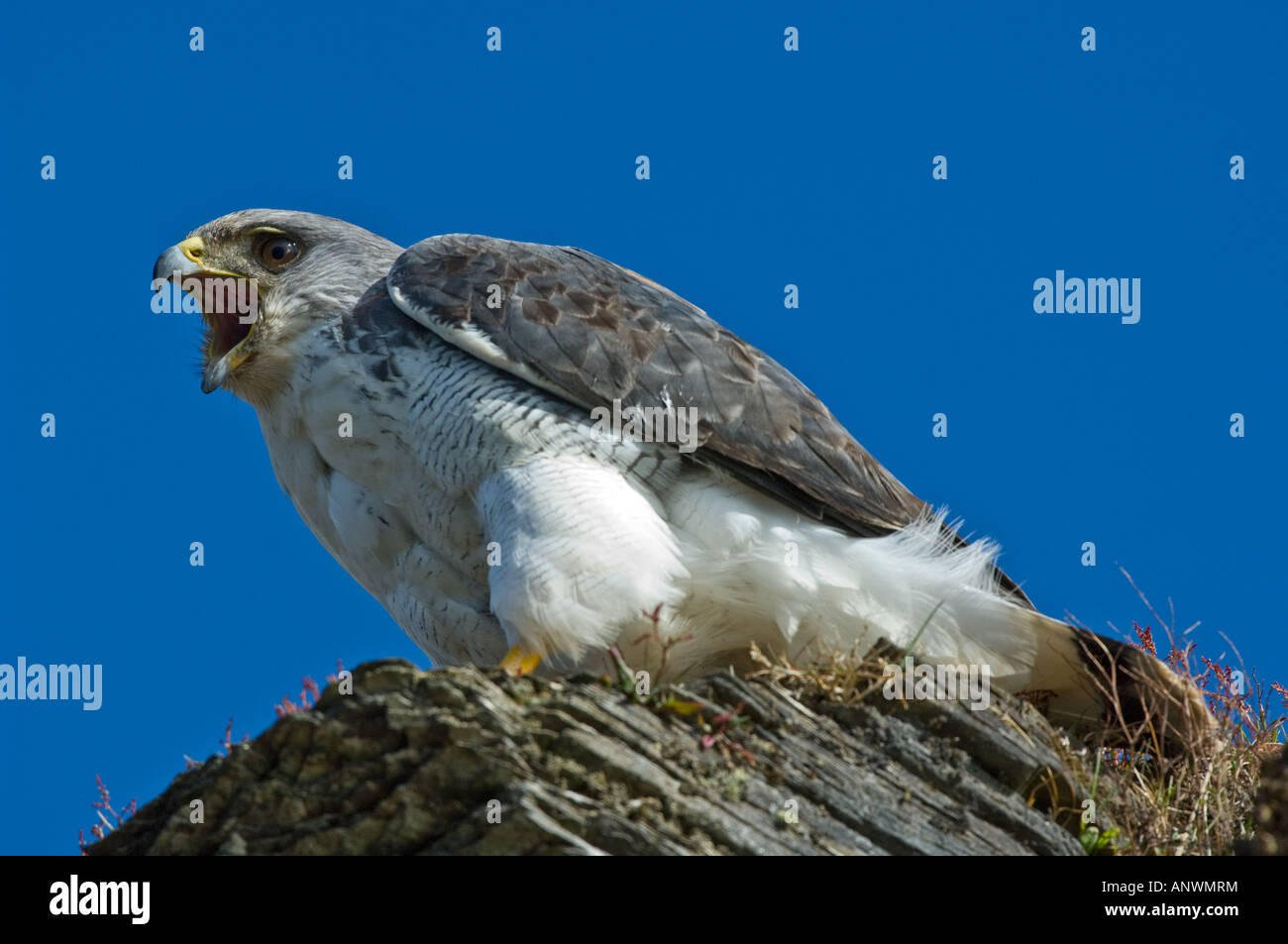 Red backed Hawk (Buteo polyosoma) adult calling from the cliff Saunders Island West Falkland South Atlantic Ocean Stock Photo