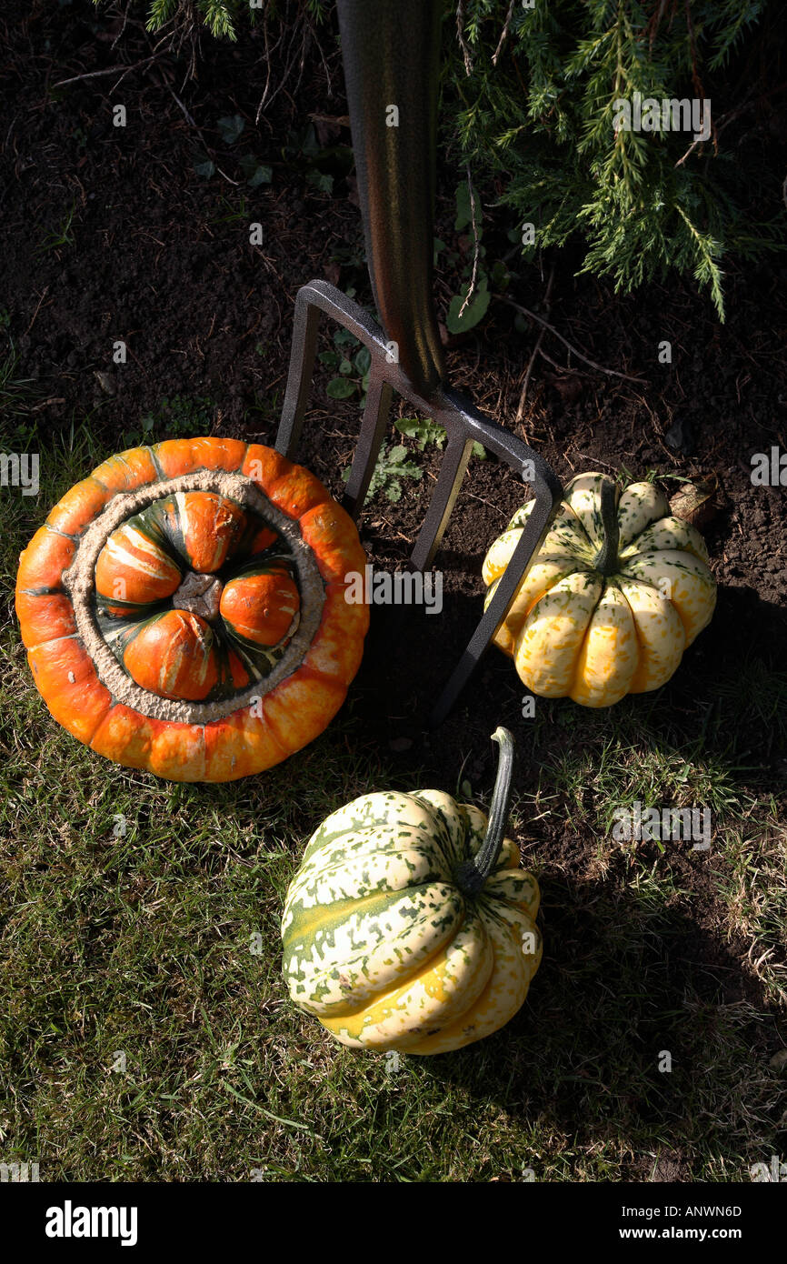 Home grown organic vegetables Stock Photo