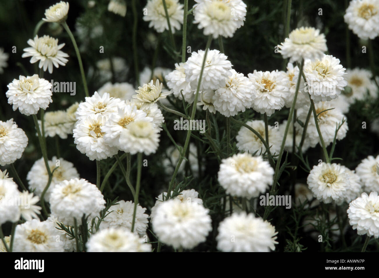 Garden chamomile, Roman chamomile (Chamaemelum nobile, Anthemis nobilis), blooming plants Stock Photo