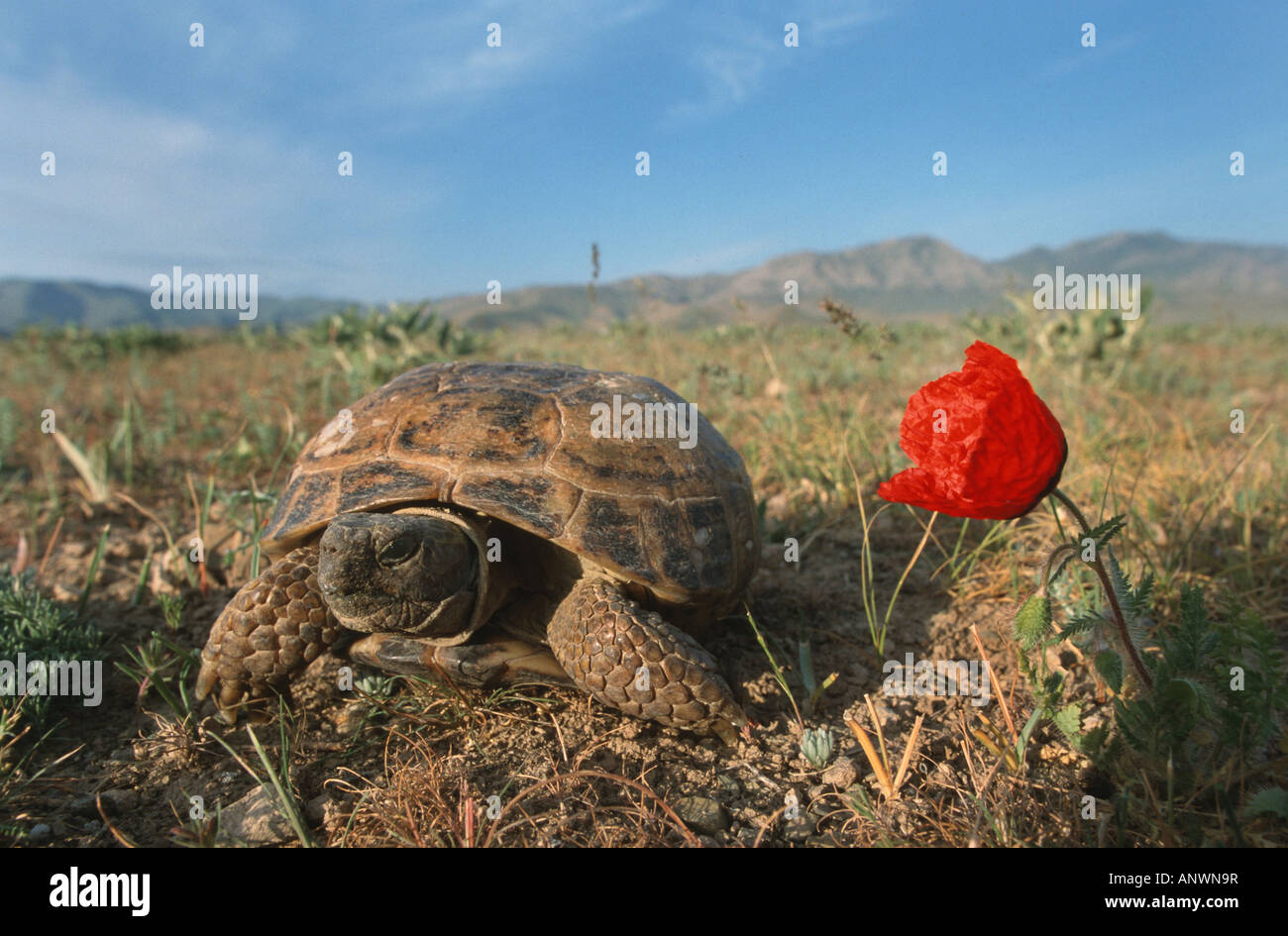 Horsfield's tortoise, four-toed tortoise, Central Asian tortoise (Agrionemys horsfieldi, Testudo horsfieldii), and red poppy in Stock Photo