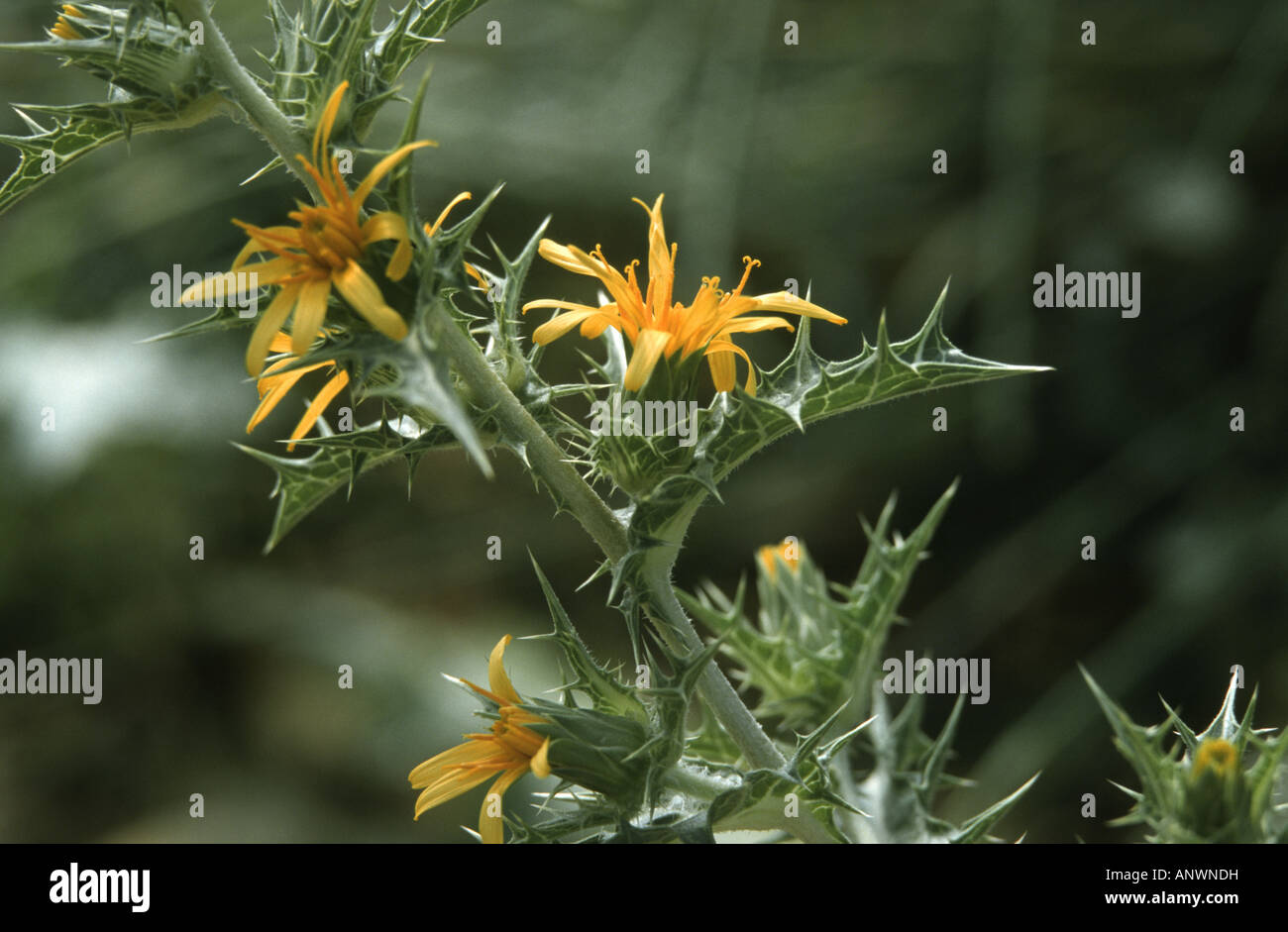 golden thistle, Spanish salsify (Scolymus hispanicus), blooming plant