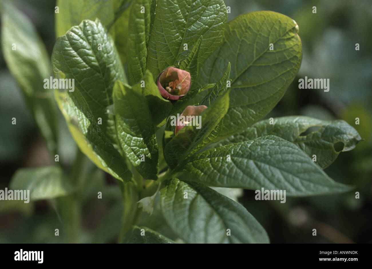 Scopolia, Russian Belladonna (Scopolia carniolica), blooming plant Stock Photo