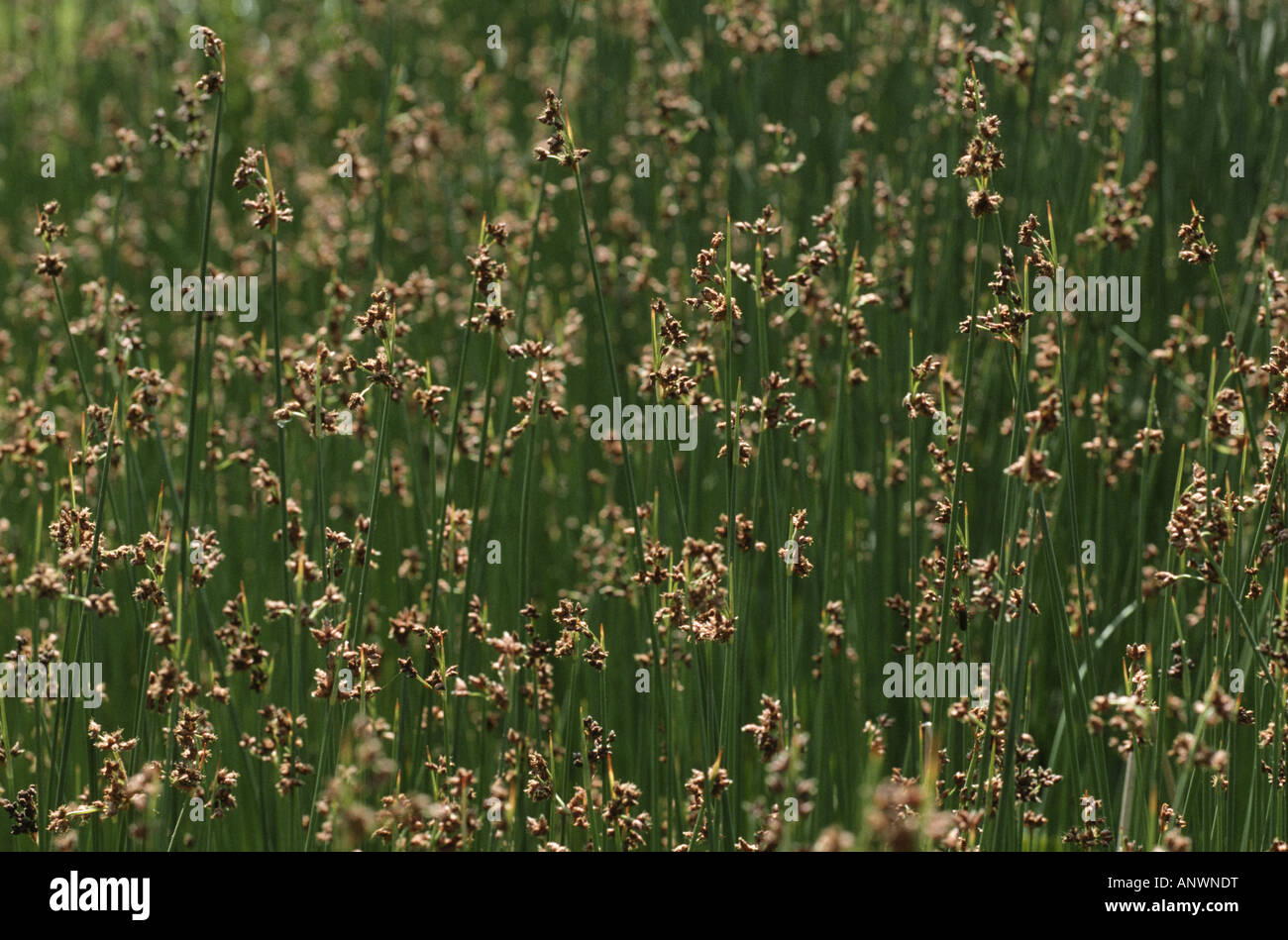 glaucous bulrush, grey club-rush, soft-stem club-rush (Schoenoplectus tabernaemontani), reed bed with blooming plants Stock Photo