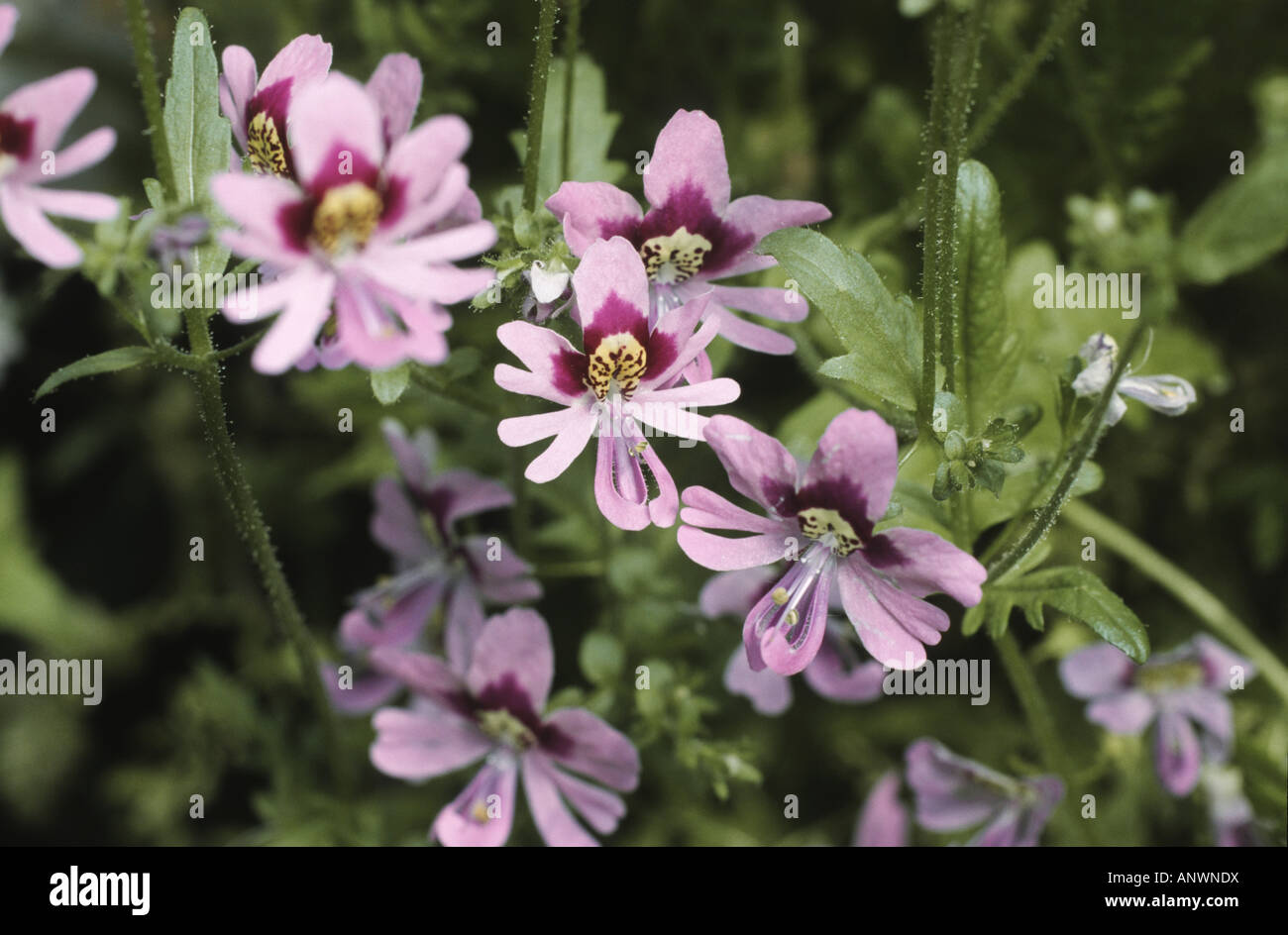 butterfly flower, Poor man's orchid (Schizanthus pinnatus), blooming Stock Photo