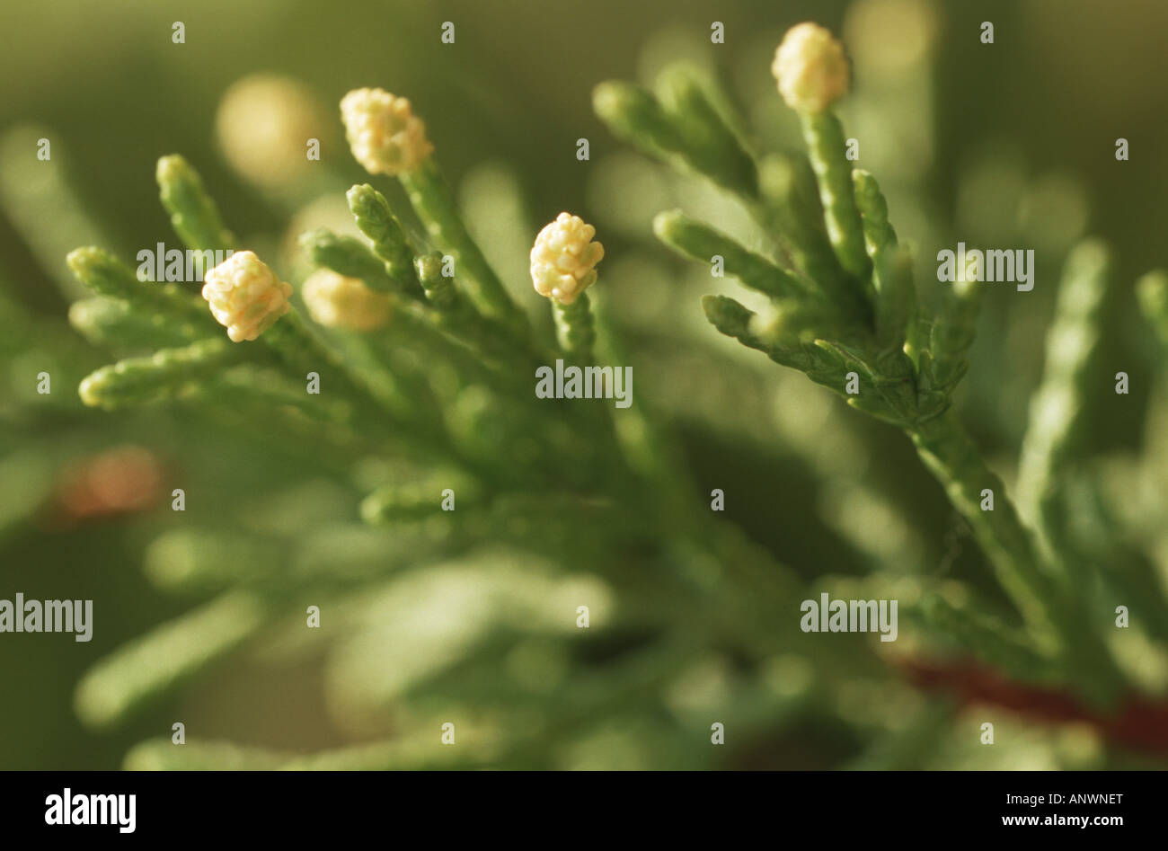 Lemon Scented Monterey Cypress (Cupressus macrocarpa 'Goldcrest', Cupressus macrocarpa Goldcrest), male flowers Stock Photo