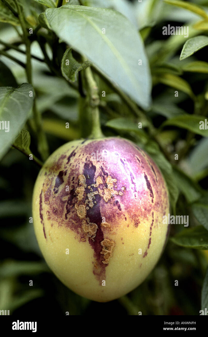Pepino, Melon pear (Solanum muricatum), fruit Stock Photo