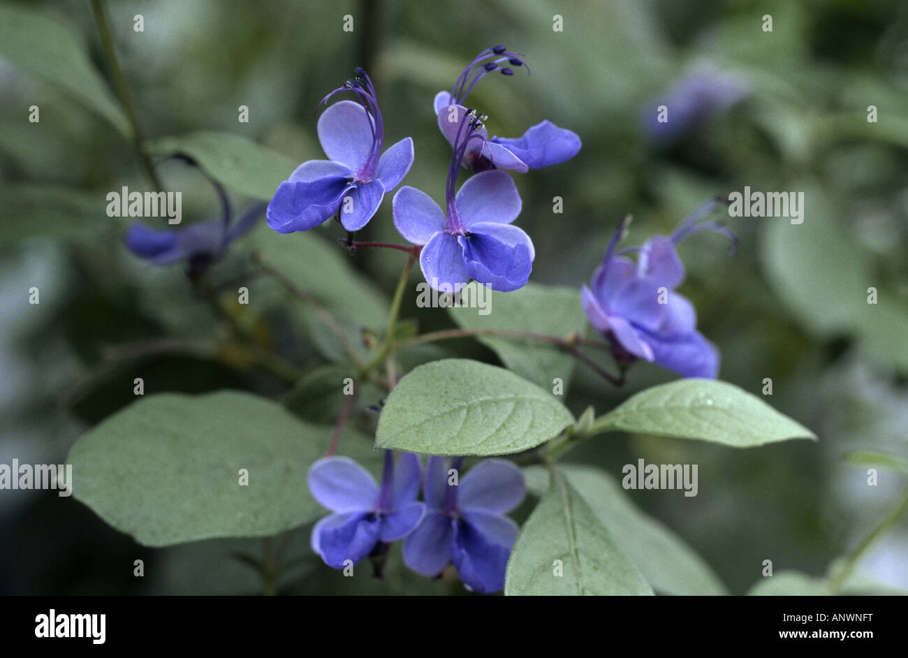 blue butterfly bush (Clerodendrum ugandense), blooming Stock Photo