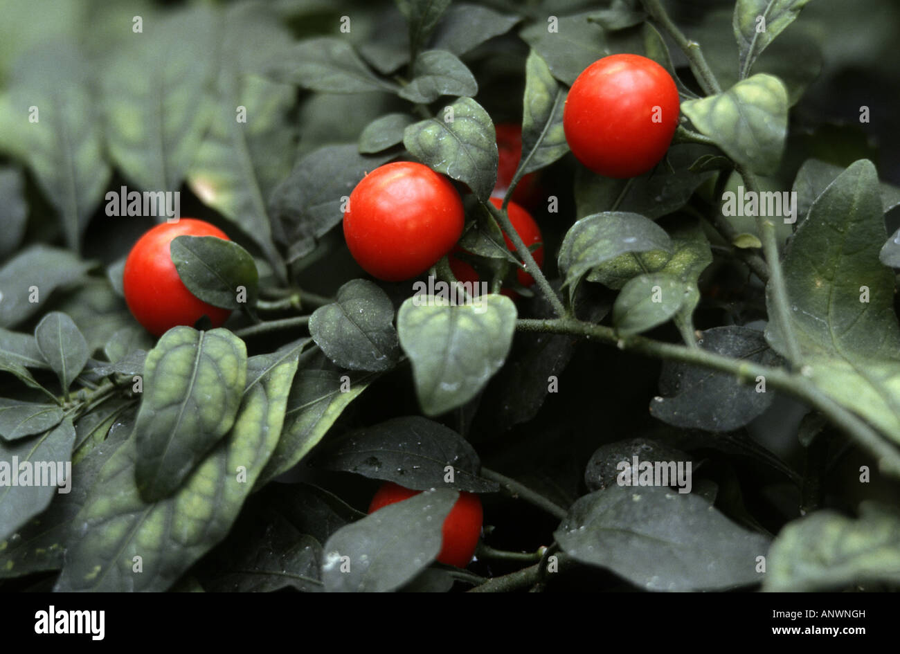 jerusalem cherry (Solanum pseudocapsicum, Solanum pseudocapsicum