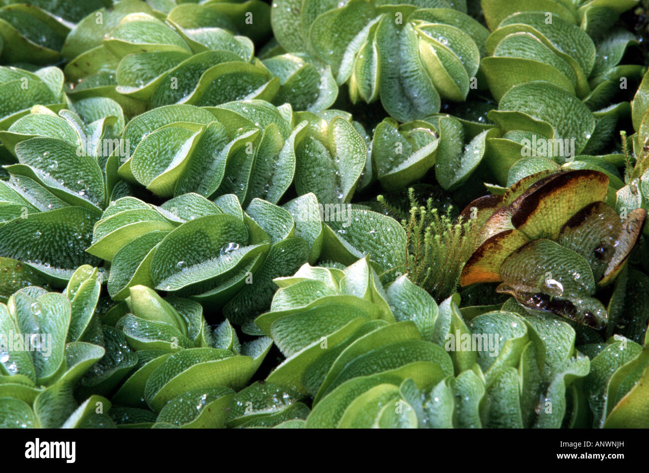 Bilobed Floating Moss, Bilobed Floating Fern, water fern (Salvinia biloba), floating leaves Stock Photo