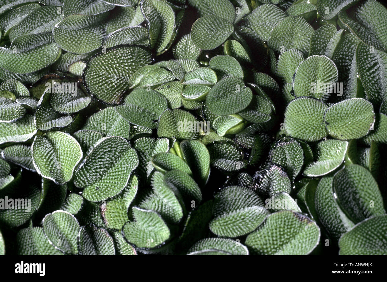 Water spangles, Floating Moss, Floating Fern, water fern (Salvinia minima), floating leaves Stock Photo