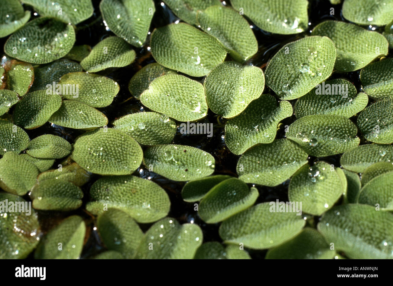 Giant salvinia, Kariba weed, water fern Salvinia molesta, floating leaves Stock Photo