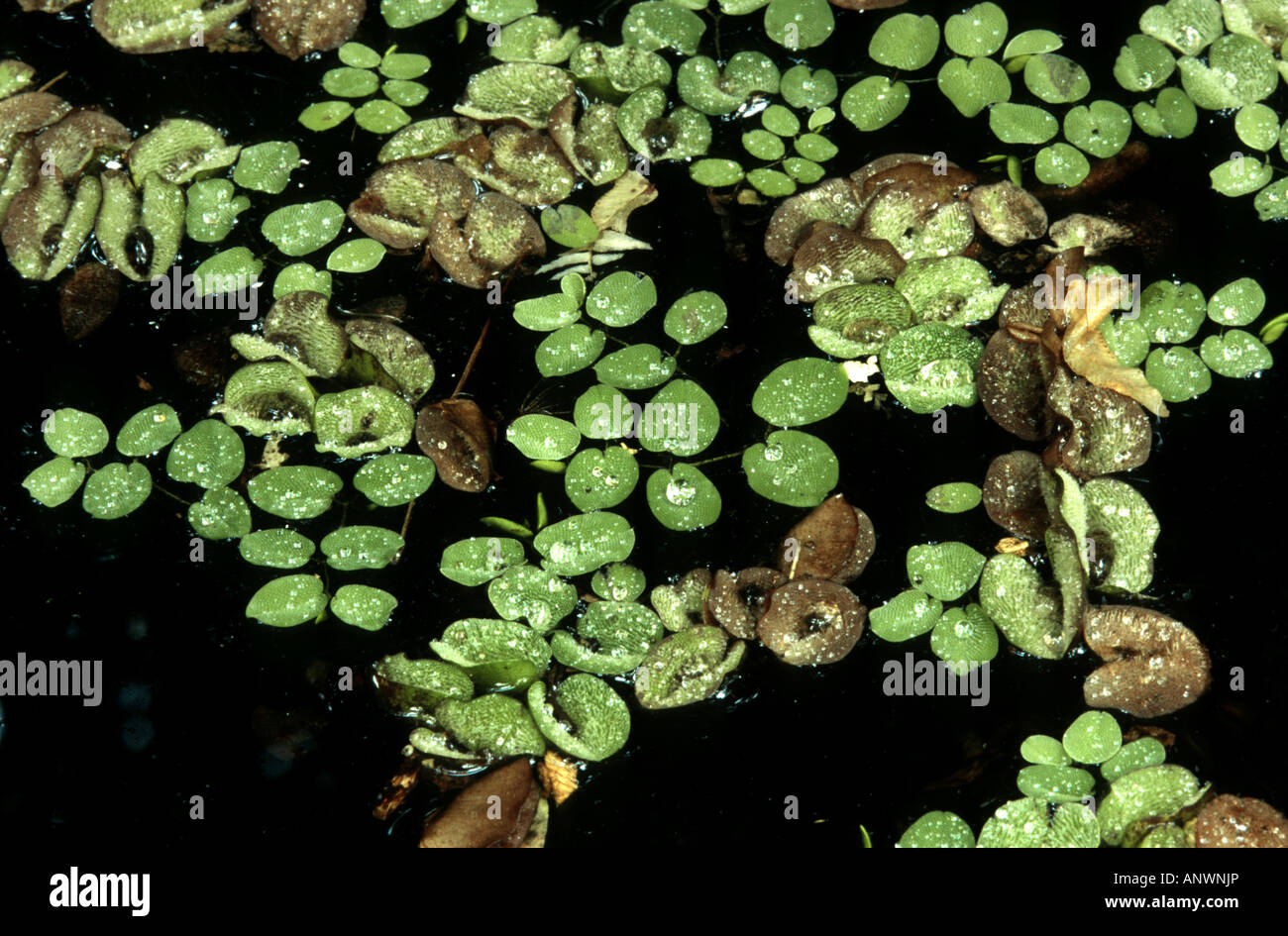water fern (Salvinia natans), floating leaves Stock Photo