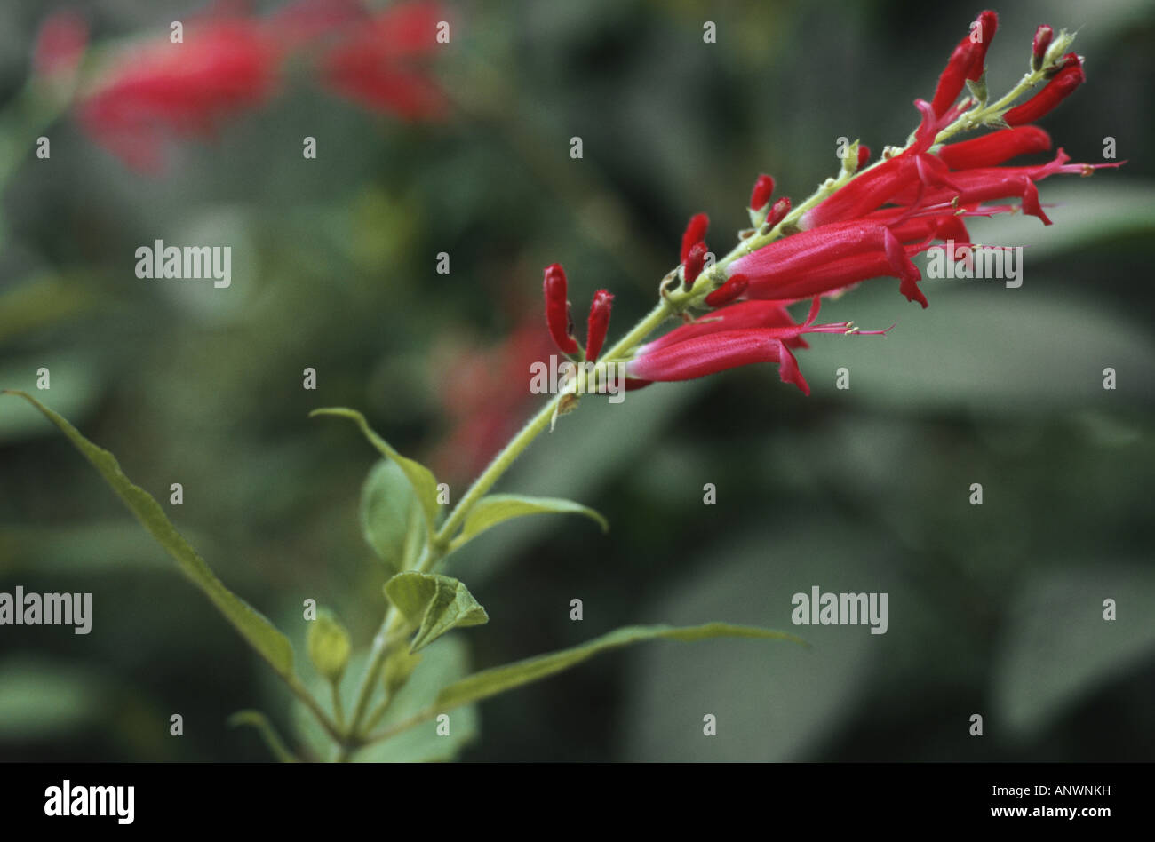 pineapple sage (Salvia rutilans), blooming Stock Photo Alamy