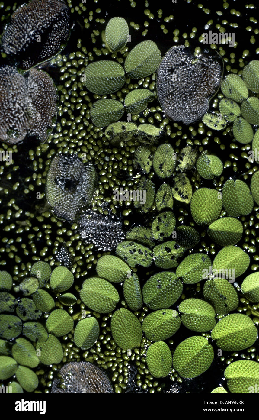Floating Moss, Floating Fern, water fern (Salvinia auriculata, Salvinia rotundifolia), detail of the floating leaves Stock Photo