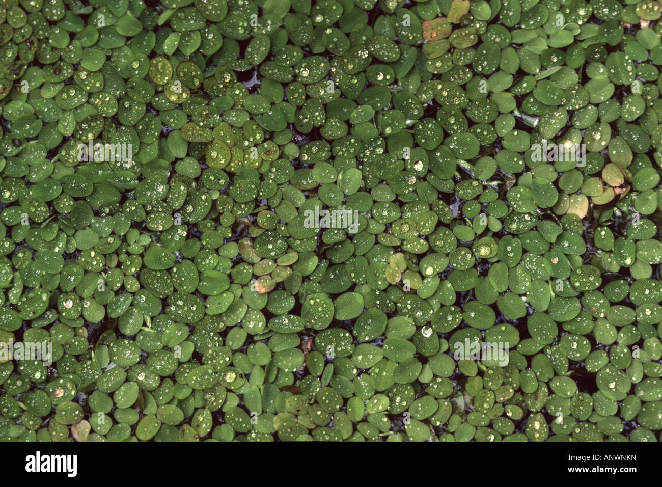 Floating Moss, Floating Fern, water fern (Salvinia auriculata, Salvinia rotundifolia), floating leaves with water drops Stock Photo