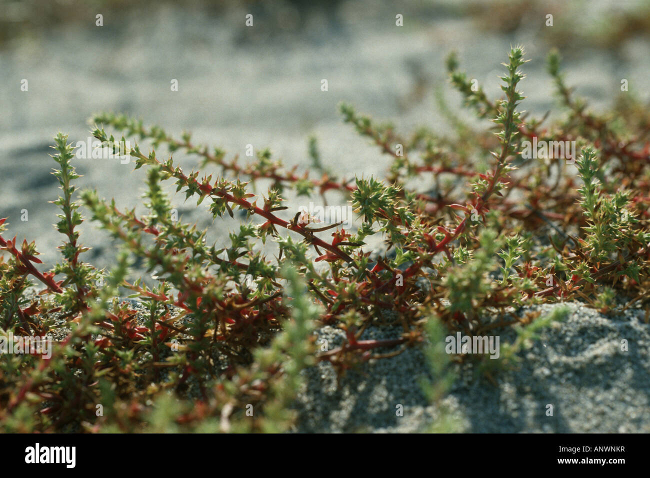 Russian thistle (Salsola kali), numerous plants on salty soil Stock Photo