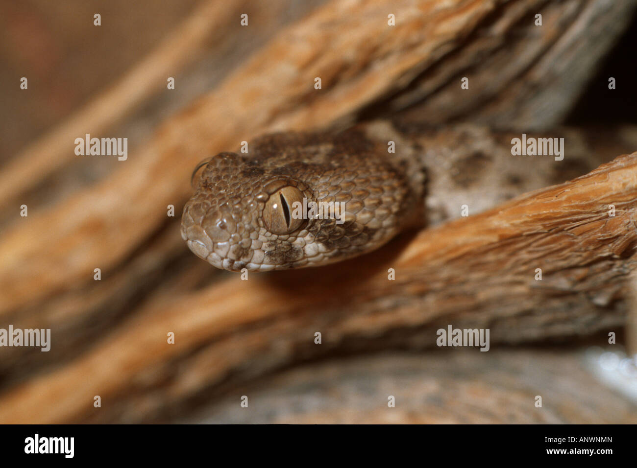 Australian mulga snake (Echis leucogaster, Echis arenicola), one of the
