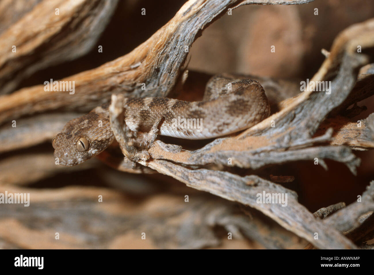 Australian mulga snake (Echis leucogaster, Echis arenicola), one of the