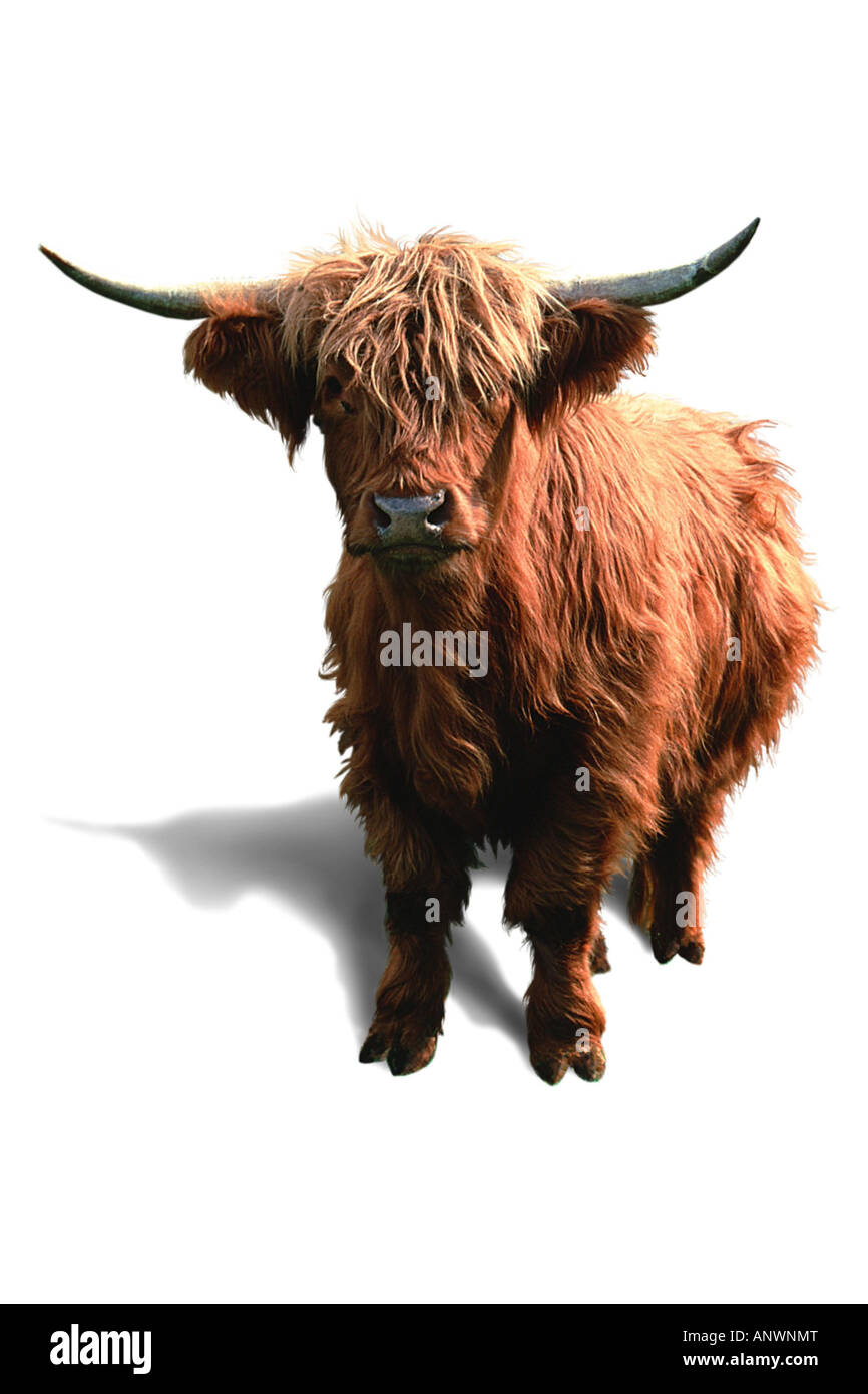 Scottish Highland Cattle (Bos primigenius f. taurus), cut-out Stock Photo