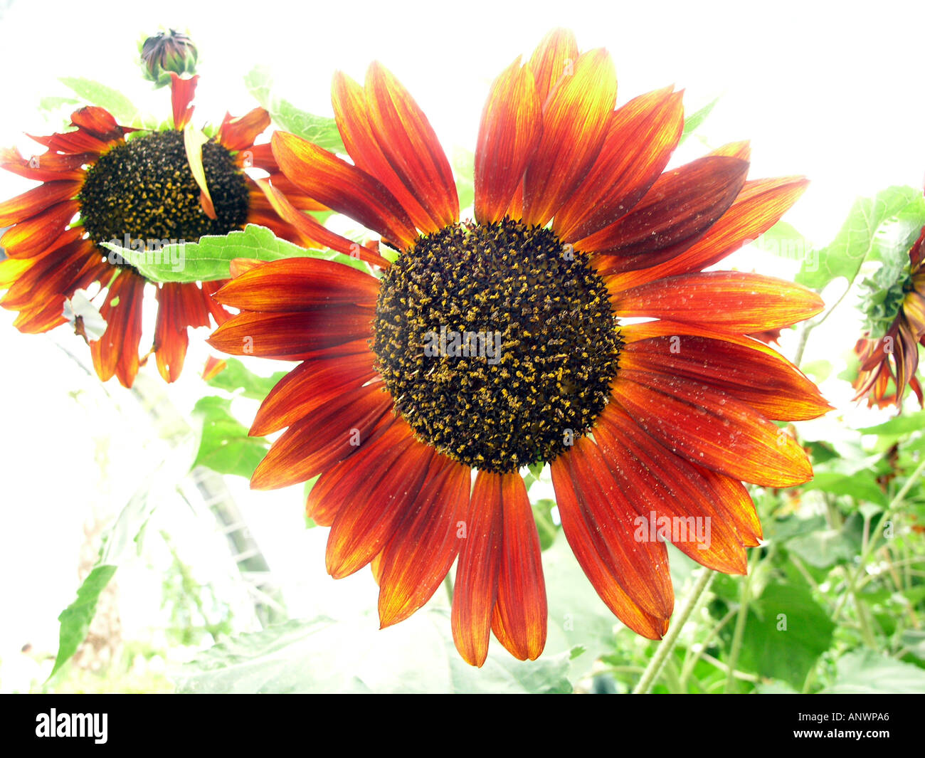 Red and yellow Helianthus Debilis Sunflower strongly backlit Stock Photo