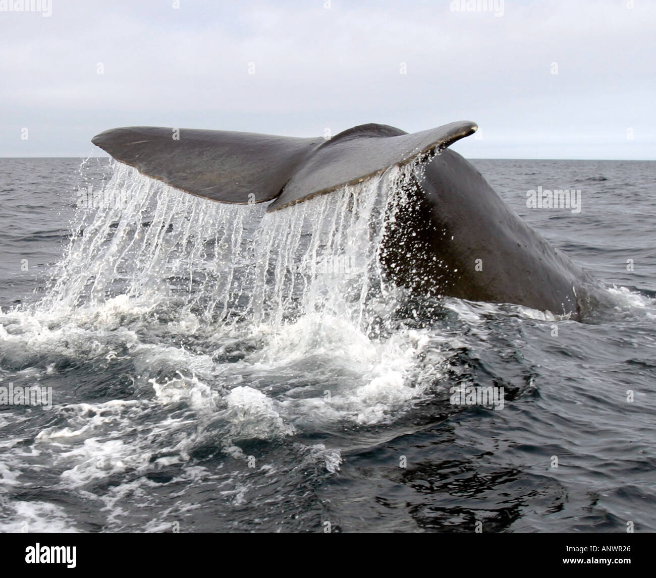 Whale Tail, Sperm Whale diving deep in Trinity Bay, Bonavista Peninsula, Newfoundland, Canada Stock Photo