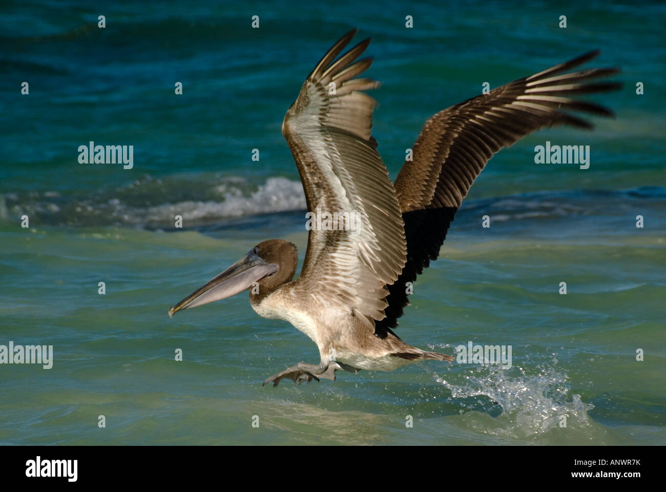 Brown pelican glides over the water´s surface Stock Photo