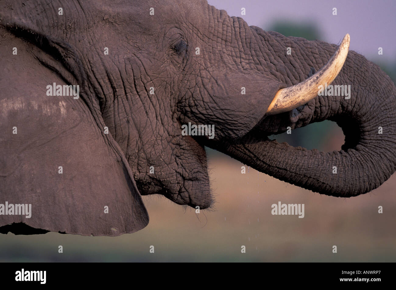 Africa, Botswana, Okavango Delta. Elephant (Loxodanta africana) Stock Photo