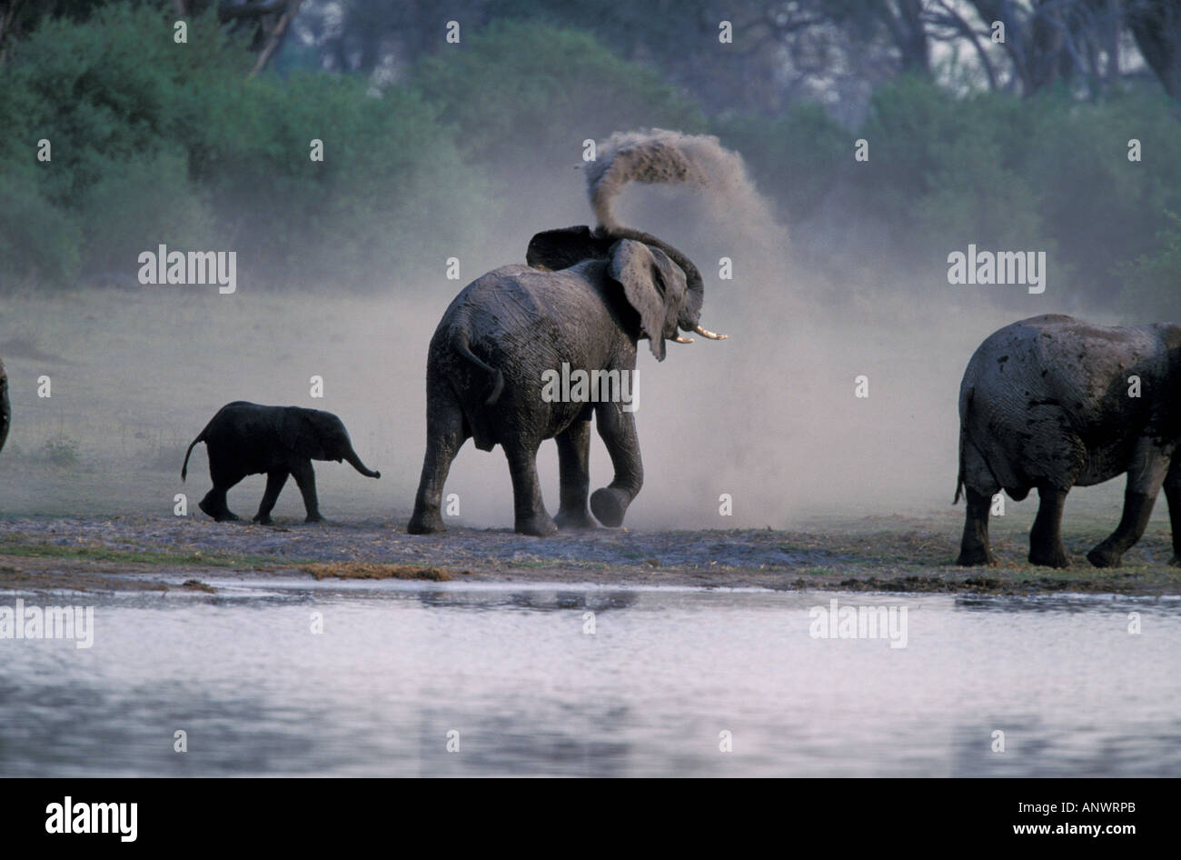 Africa, Botswana, Okavango Delta. Elephants (Loxodanta africana) Stock Photo