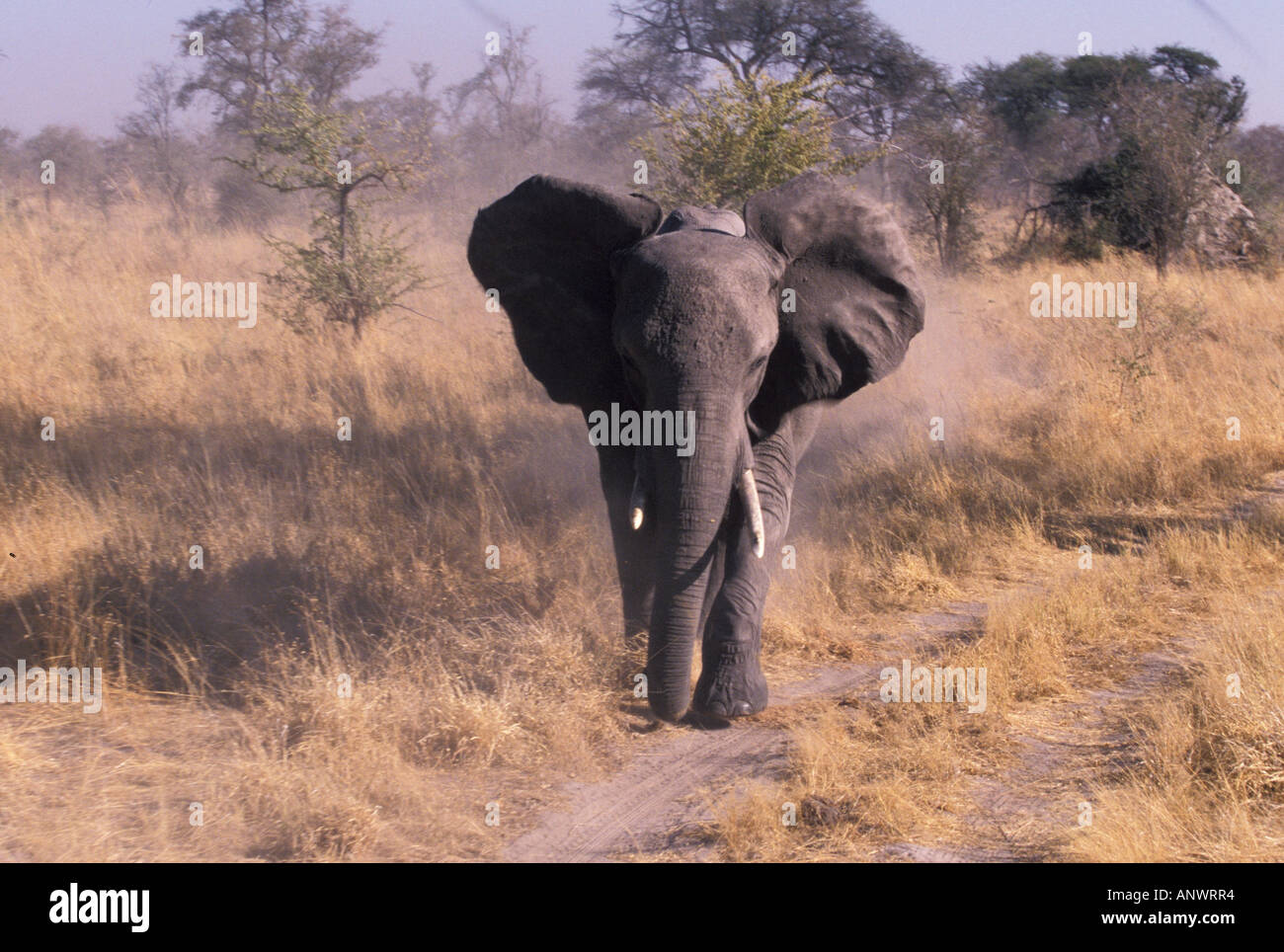 Africa, Botswana, Okavango Delta. Elephant (Loxodanta africana) Stock Photo