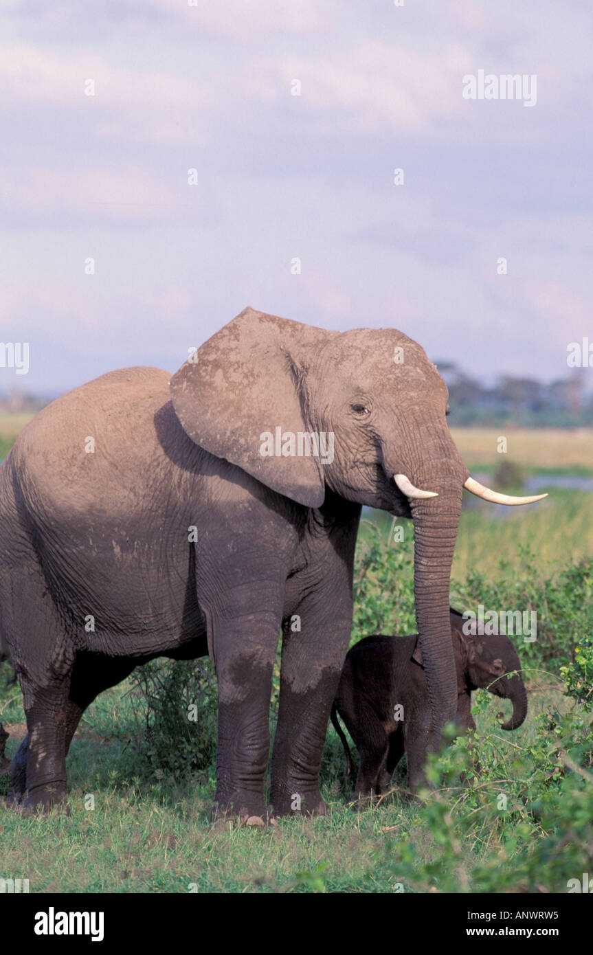 Africa, Botswana. Elephants (Loxodanta Africana) Stock Photo