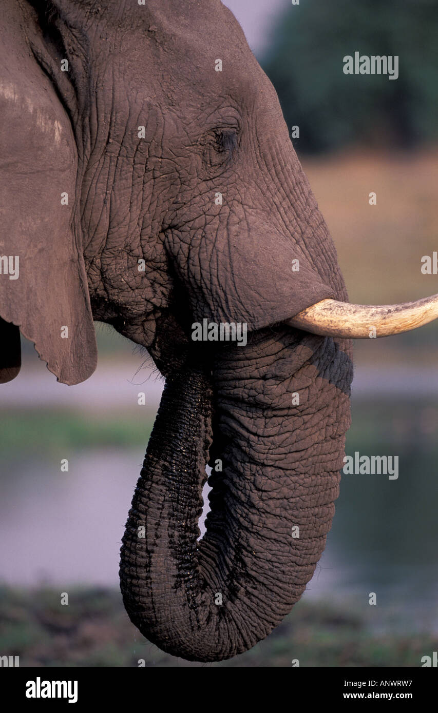 Africa, Botswana. Elephant (Loxodanta Africana) Stock Photo