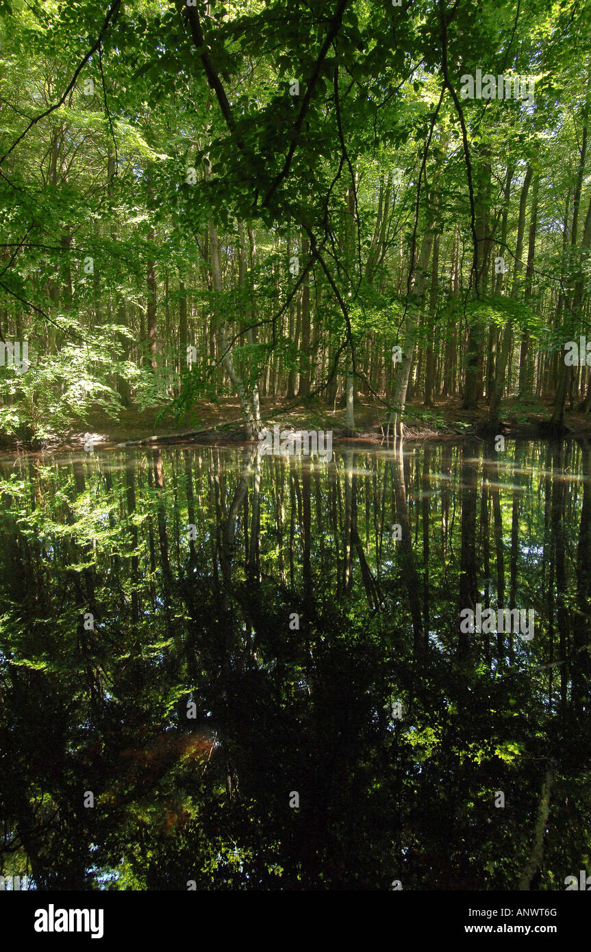 Teich im wald hires stock photography and images Alamy