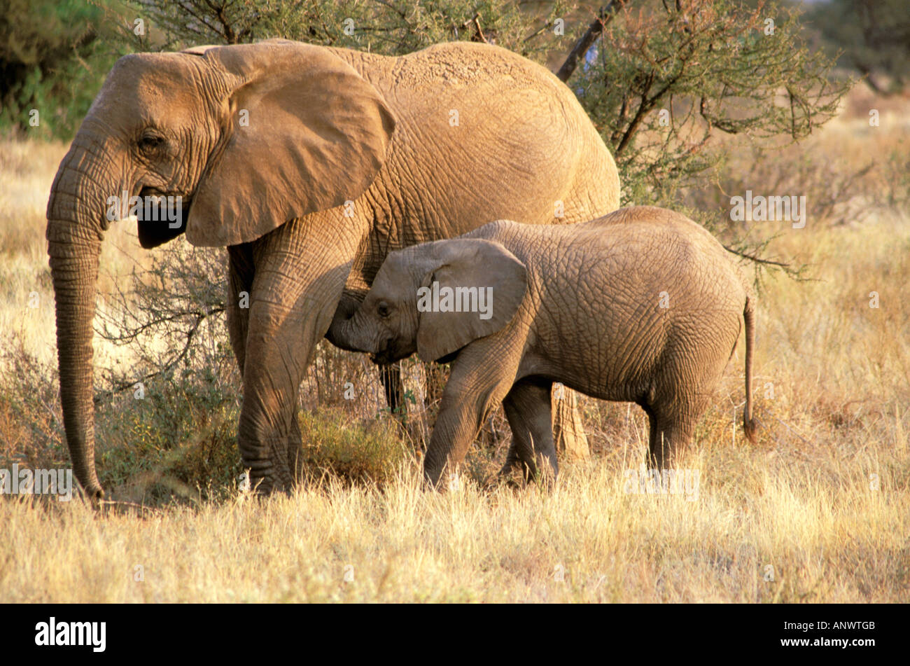 Africa, Botswana, Moremi. Elephant nursing (Loxodanta africana) Stock Photo